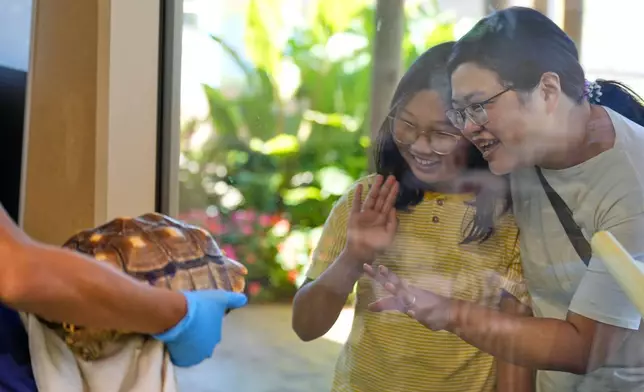 Through a picture window, Shuqing Wu and her daughter Eleanor Wei, 10, wave to a quarantined sulcata tortoise that just had a bath at the Turtle Back Zoo in West Orange, N.J., Saturday, Sept. 20, 2025. (AP Photo/Seth Wenig)
