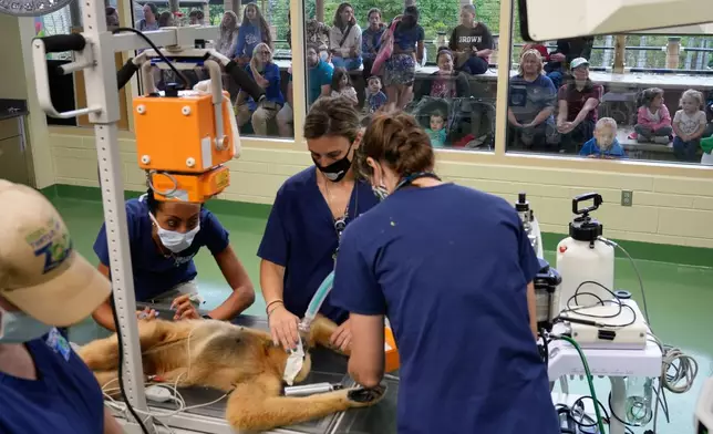 Visitors to the Turtle Back Zoo watch through a large picture window as a white-cheeked gibbon undergoes a wellness checkup in West Orange, N.J., Wednesday, Aug. 20, 2025. (AP Photo/Seth Wenig)