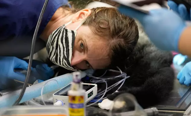 Dr. Kailey Anderson examines a white-cheeked gibbon during a wellness checkup at theTurtle Back Zoo in West Orange, N.J., Wednesday, Aug. 20, 2025. (AP Photo/Seth Wenig)