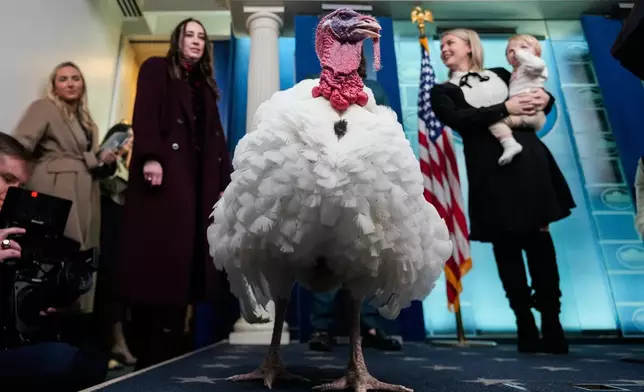 Waddle, the alternate national Thanksgiving turkey, stands in the White House press briefing room, Tuesday, Nov. 25, 2025, in Washington. (AP Photo/Julia Demaree Nikhinson)