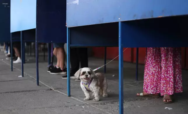 A dog accompanies her owner inside a voting booth during general elections in Santiago, Chile, Sunday, Nov. 16, 2025. (AP Photo/Cristobal Escobar)