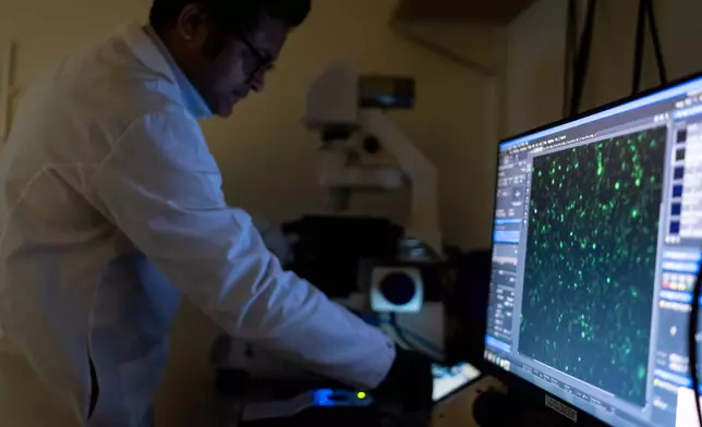 Dr. Sachin Surwase uses a microscope to view cells in the lab where he works on autoimmune research at Johns Hopkins University in Baltimore, Md., May 13, 2025. (AP Photo/David Goldman)