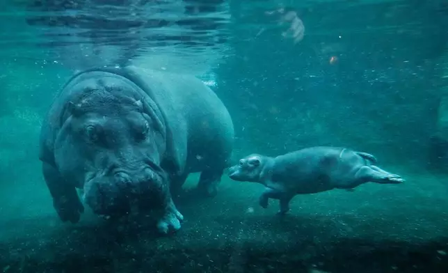 A hippo calf, born in September, explores the large water basin for the first time in public together with its mother Nala at the Zoo in Berlin, Germany, Thursday, Nov. 6, 2025. (AP Photo/Markus Schreiber)