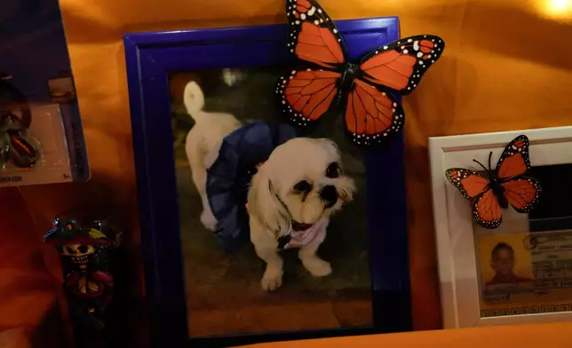A photograph of a dog is part of a Día de Muertos ofrenda displayed at an event at the National Museum of Mexican Art, Saturday, Oct. 25, 2025, in Chicago. (AP Photo/Erin Hooley)