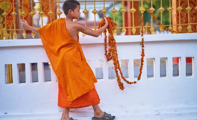 A novice Buddhist monk removes marigold garlands from a temple fence at a temple in Luang Prabang, Laos, Tuesday, Nov. 4, 2025. (AP Photo/Eugene Hoshiko)