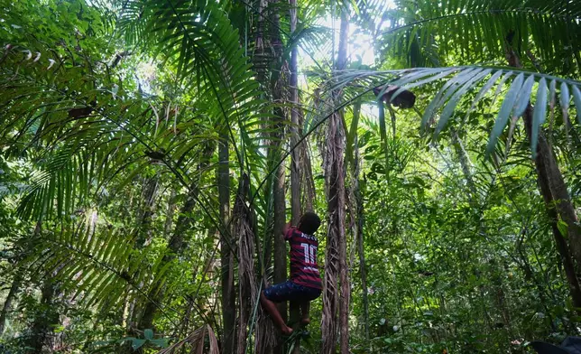 Riquelme climbs an acai palm at a quilombola, an Afro-descendant community called Menino Jesus in Acara, Brazil, Tuesday, Nov. 18, 2025. (AP Photo/Fernando Llano)