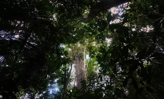 Trees surround the area of a quilombola, an Afro-descendant community called Menino Jesus in Acara, Brazil, Tuesday, Nov. 18, 2025. (AP Photo/Fernando Llano)