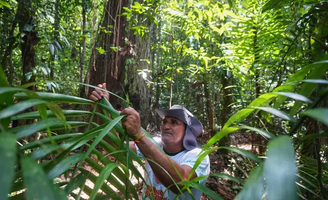Edson Coelho broke a palm leaf to show as he makes a tool to be use to climb an acai tree at a quilombola, an Afro-descendant community called Menino Jesus in Acara, Brazil, Tuesday, Nov. 18, 2025. (AP Photo/Fernando Llano)