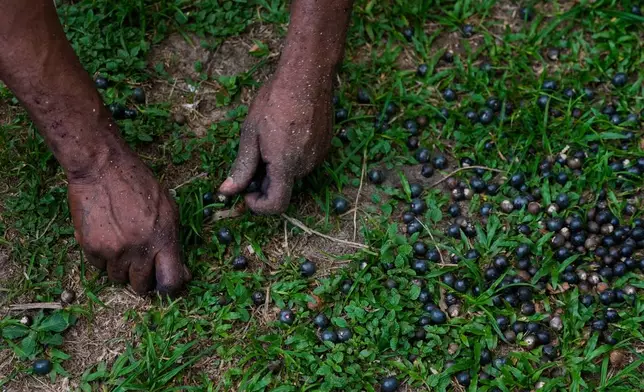 Alf picks up berries of acai outside of his home in Itacoa Miri, Brazil, Tuesday, Nov. 18, 2025. (AP Photo/Fernando Llano)