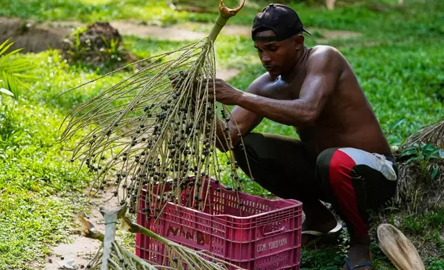 Alf removes berries of acai outside of his home in Itacoa Miri, Brazil, Tuesday, Nov. 18, 2025. (AP Photo/Fernando Llano)