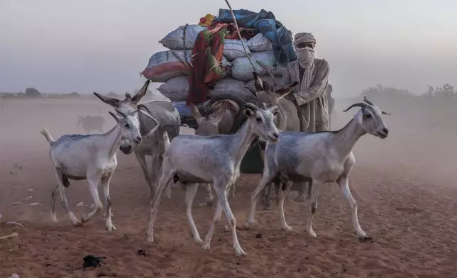 Herders move their livestock through Mbera Refugee Camp, Mauritania, Nov. 3, 2025. (AP Photo/Caitlin Kelly)