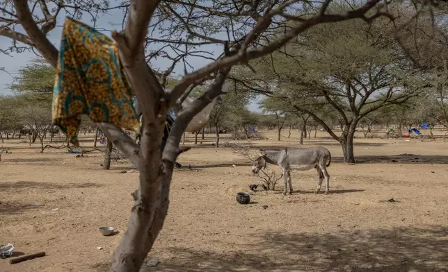 A donkey stands in the makeshift refugee camp near Douankara, Hodh El Chargui Region, Mauritania, on the border with Mali, Nov. 6, 2025. (AP Photo/Caitlin Kelly)