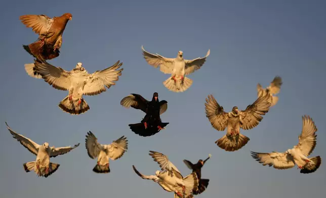 Pigeons circle above the rooftop of Loubna Hamdan and her husband Ibrahim Ammar, who leave food out for the birds in Chiyah, the southern suburbs of Beirut, Lebanon, Lebanon, Thursday, July 10, 2025. (AP Photo/Hassan Ammar)