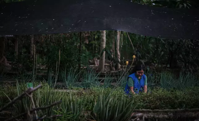A woman organizes the crops of one of the community's sustainable projects on the outskirts of Puerto Asis, Colombia, Wednesday, Nov. 26, 2025. (AP Photo/Ivan Valencia)