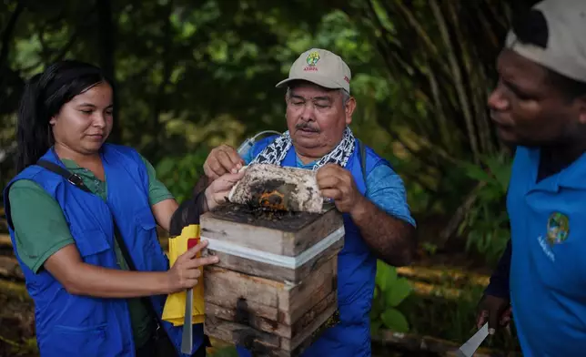 Community members open an apiary on the outskirts of Puerto Asis, Colombia, Wednesday, Nov. 26, 2025. (AP Photo/Ivan Valencia)