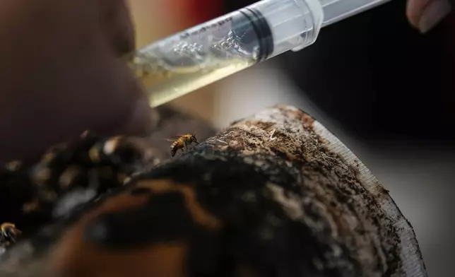 A person extracts honey from bees on the outskirts of Puerto Asis, Colombia, Wednesday, Nov. 26, 2025. (AP Photo/Ivan Valencia)