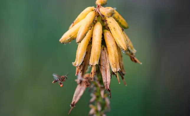 A bee approaches an aloe vera flower, part of the crops of one of the community's sustainable projects, on the outskirts of Puerto Asis, Colombia, Wednesday, Nov. 26, 2025. (AP Photo/Ivan Valencia)