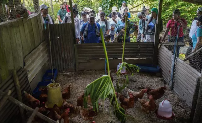 People look at chickens, one of the projects in the community, on the outskirts of Puerto Asis, Colombia, Wednesday, Nov. 26, 2025. (AP Photo/Ivan Valencia)