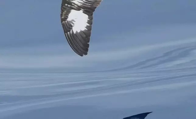 A Pintado petrel flys over the Drakes Passage on the way to Antarctica, Thursday, Nov. 20, 2025. (AP Photo/Mark Baker)