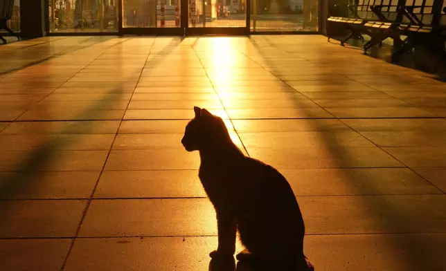 A cat casts a shadow against the ground at Kabatas ferry terminal as the sun rises over the Bosphorus strait, in Istanbul, Thursday, Dec. 18, 2025. (AP Photo/Francisco Seco)