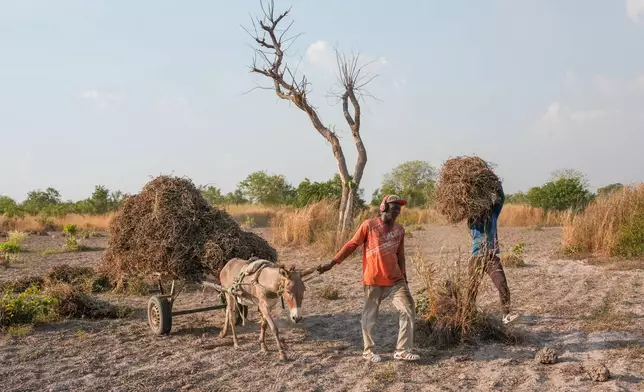 Issa Traore, center, and Madassa Kebe, right, carry peanut plants on a farm in Tambacounda, Senegal, Wednesday, Nov. 5, 2025. (AP Photo/Mark Banchereau)