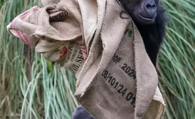 FILE - Alika, part of a family of critically endangered Western Lowland Gorillas carries Christmas sacks gifted by zookeepers at London Zoo, as the conservation zoo celebrates its Magic of Christmas event in London, Tuesday, Dec. 16, 2025. (AP Photo/Kirsty Wigglesworth, File)
