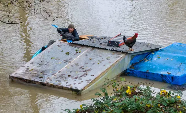 Eric Gustin rescues a chicken from a flooded coop, Friday, Dec. 12, 2025, in Burlington, Wash. (AP Photo/Stephen Brashear)