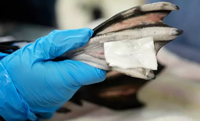 A rescued loon's frostbitten foot is bandaged at Avian Haven, a bird rehabilitation clinic, Tuesday, Dec. 9, 2025, in Freedom, Maine. (AP Photo/Robert F. Bukaty)