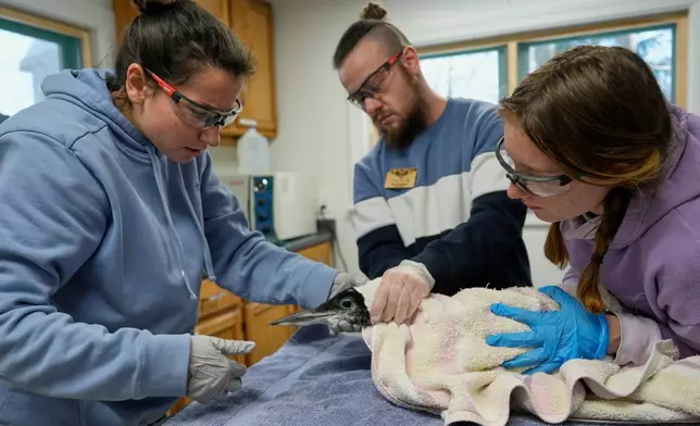 Athena Furr, left, a rehabilitation technician, examines a rescued loon with assistance from Toby Verville, center, and Katie Daggett at Avian Haven, a bird rehabilitation clinic, Tuesday, Dec. 9, 2025, in Freedom, Maine. (AP Photo/Robert F. Bukaty)