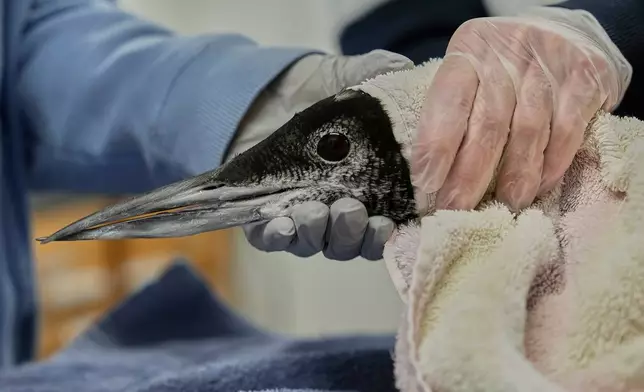 A rescued loon is held by medical staff during an examination at Avian Haven, a bird rehabilitation clinic, Tuesday, Dec. 9, 2025, in Freedom, Maine. (AP Photo/Robert F. Bukaty)