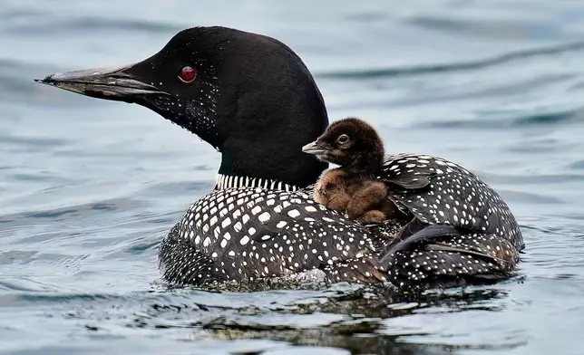 FILE-A common loon chick hitches a ride on its mother's back on Maranacook Lake, in Winthrop, Maine, in this July 20, 2021, file photo. (AP Photo/Chris O'Meara, File)