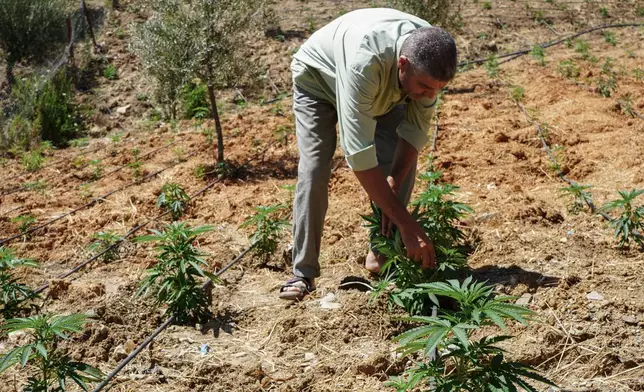A farmer works in a cannabis field in Bab Berred, Chefchaouen, Morocco, Friday, July 11, 2025. (AP Photo/Sam Metz)