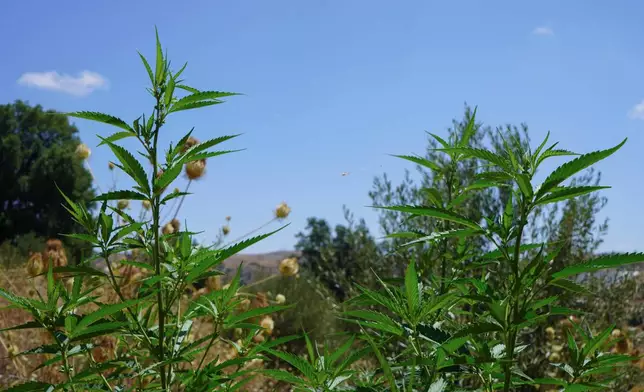 Cannabis plants sprout near a licensed cultivation facility near Bab Berred, Chefchaouen, Morocco, Monday, Nov. 24, 2025. (AP Photo/Mosa'ab Elshamy)