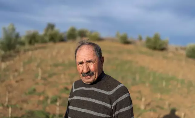 Mohamed Makhlouf, a 70 years old cannabis farmer who sells legally to cooperatives, poses for a portrait on plot of land, near Bab Berred, Chefchaouen, Morocco, Monday, Nov. 24, 2025. (AP Photo/Mosa'ab Elshamy)