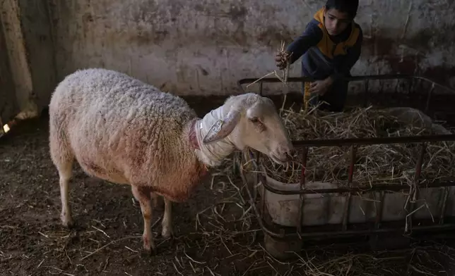 A Palestinian boy shows one of the sheep that was injured during an Israeli settlers attack in the town of As Samu', near the West Bank city of Hebron, Tuesday, Dec. 23, 2025. (AP Photo/Mahmoud Illean)