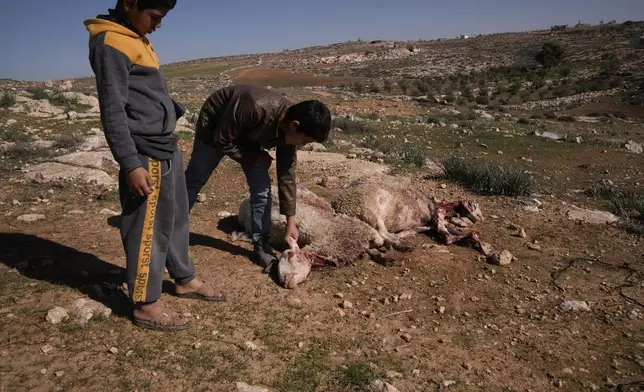 Young Palestinians show some of the sheeps that were killed during an Israeli settlers attack in the town of As Samu', near the West Bank city of Hebron, Tuesday, Dec. 23, 2025. (AP Photo/Mahmoud Illean)