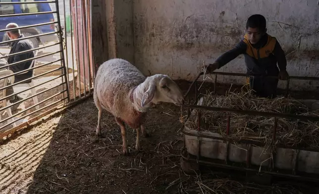 A Palestinian boy shows one of the sheep that was injured during an Israeli settlers attack in the town of As Samu', near the West Bank city of Hebron, Tuesday, Dec. 23, 2025. (AP Photo/Mahmoud Illean)