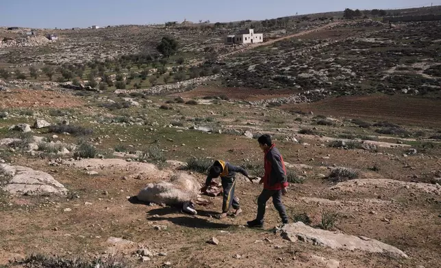 Young Palestinians walk next sheeps that were killed during an Israeli settlers attack in the town of As Samu', near the West Bank city of Hebron, Tuesday, Dec. 23, 2025. (AP Photo/Mahmoud Illean)