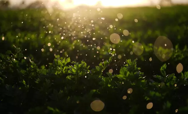 Water droplets from sprinklers cover an irrigated field Friday, Dec. 12, 2025, in El Centro, Calif. (AP Photo/Gregory Bull)