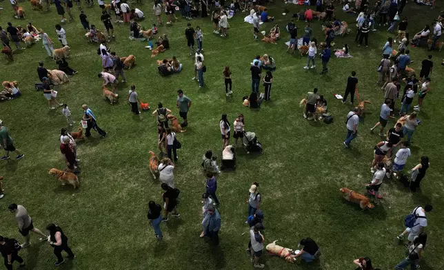 Golden Retrievers gather at a Palermo neighborhood park as people try to set a world record of most Golden Retrievers gathered in a park, in Buenos Aires, Argentina, Monday, Dec. 8, 2025. (AP Photo/Natacha Pisarenko)