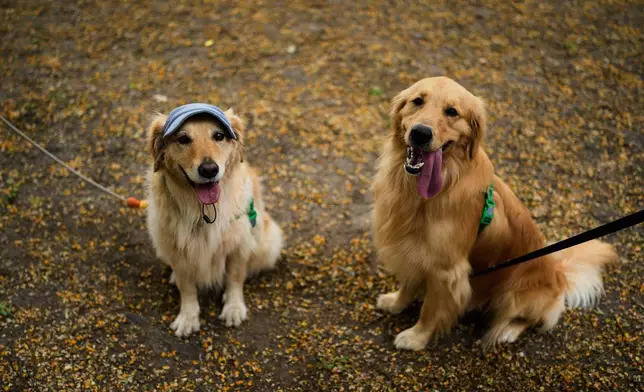 Golden Retrievers pose for a picture in a Palermo neighborhood park where people try to set a world record of most Golden Retrievers gathered in a park, in Buenos Aires, Argentina, Monday, Dec. 8, 2025. (AP Photo/Natacha Pisarenko)