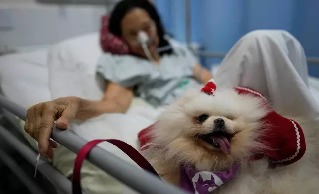 A patient at the Brasilia Day Hospital looks a therapist's dog during a Christmas session in Brazil, Tuesday, Dec. 23, 2025. (AP Photo/Eraldo Peres)