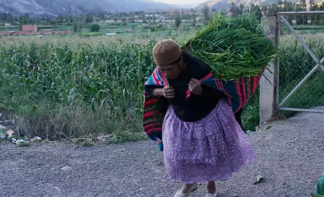 A woman carries grass to feed her cows in Palomar, Bolivia, Friday, Oct. 31, 2025. (AP Photo/Juan Karita)