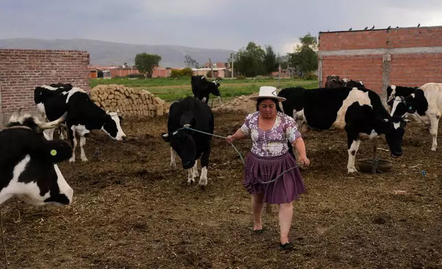 FILE - Ana Jimenez leads a cow to be milked on her farm in Villa Mayca, on the outskirts of Cochabamba, Bolivia, Sept. 14, 2025. (AP Photo/Juan Karita. File)