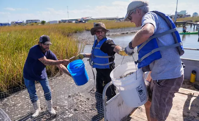 Volunteers fill mesh containments with oyster shells during a reef barrier project organized by the Coalition To Restore Coastal Louisiana in Cocodrie, La., Friday, Oct. 24, 2025. (AP Photo/Gerald Herbert)