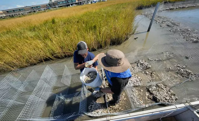 Volunteers fill mesh containments with oyster shells during a reef barrier project organized by the Coalition To Restore Coastal Louisiana in Cocodrie, La., Friday, Oct. 24, 2025. (AP Photo/Gerald Herbert)