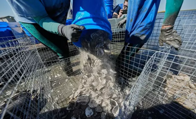 A volunteer pours oyster shells into a wire containment during a reef barrier project organized by the Coalition To Restore Coastal Louisiana in Cocodrie, La., Friday, Oct. 24, 2025. (AP Photo/Gerald Herbert)