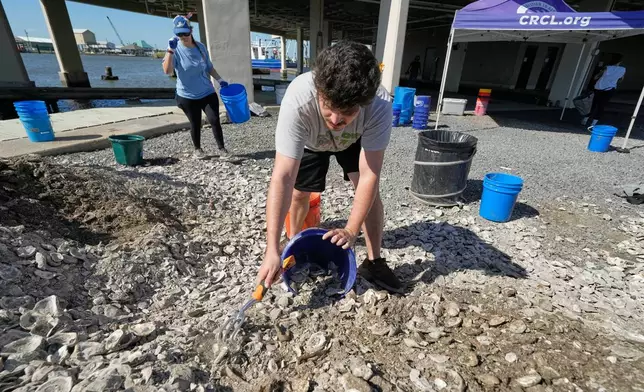 Grand Caillou/Dulac Band of Biloxi-Chitimacha-Choctaw Tribal Chief Devon Parfait scoops oyster shell into a bucket during a reef barrier project organized by the Coalition To Restore Coastal Louisiana in Cocodrie, La., Friday, Oct. 24, 2025. (AP Photo/Gerald Herbert)