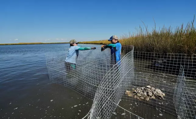 Volunteers set up wire mesh containment during a reef barrier project organized by the Coalition To Restore Coastal Louisiana in Cocodrie, La., Friday, Oct. 24, 2025. (AP Photo/Gerald Herbert)