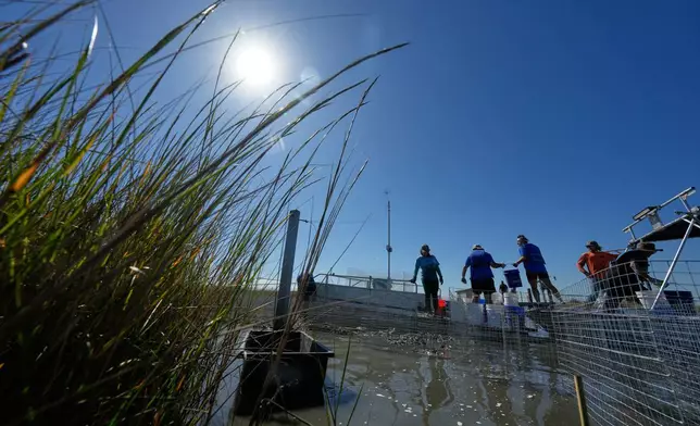 Volunteers fill mesh containments with oyster shells during a reef barrier project organized by the Coalition To Restore Coastal Louisiana in Cocodrie, La., Friday, Oct. 24, 2025. (AP Photo/Gerald Herbert)
